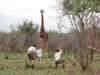 Royal Madikwe - Walking Safari 